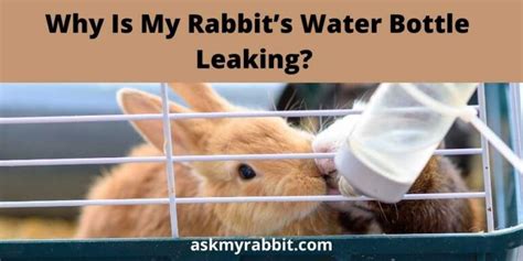 Why Is My Rabbit’S Water Bottle Leaking And How To。